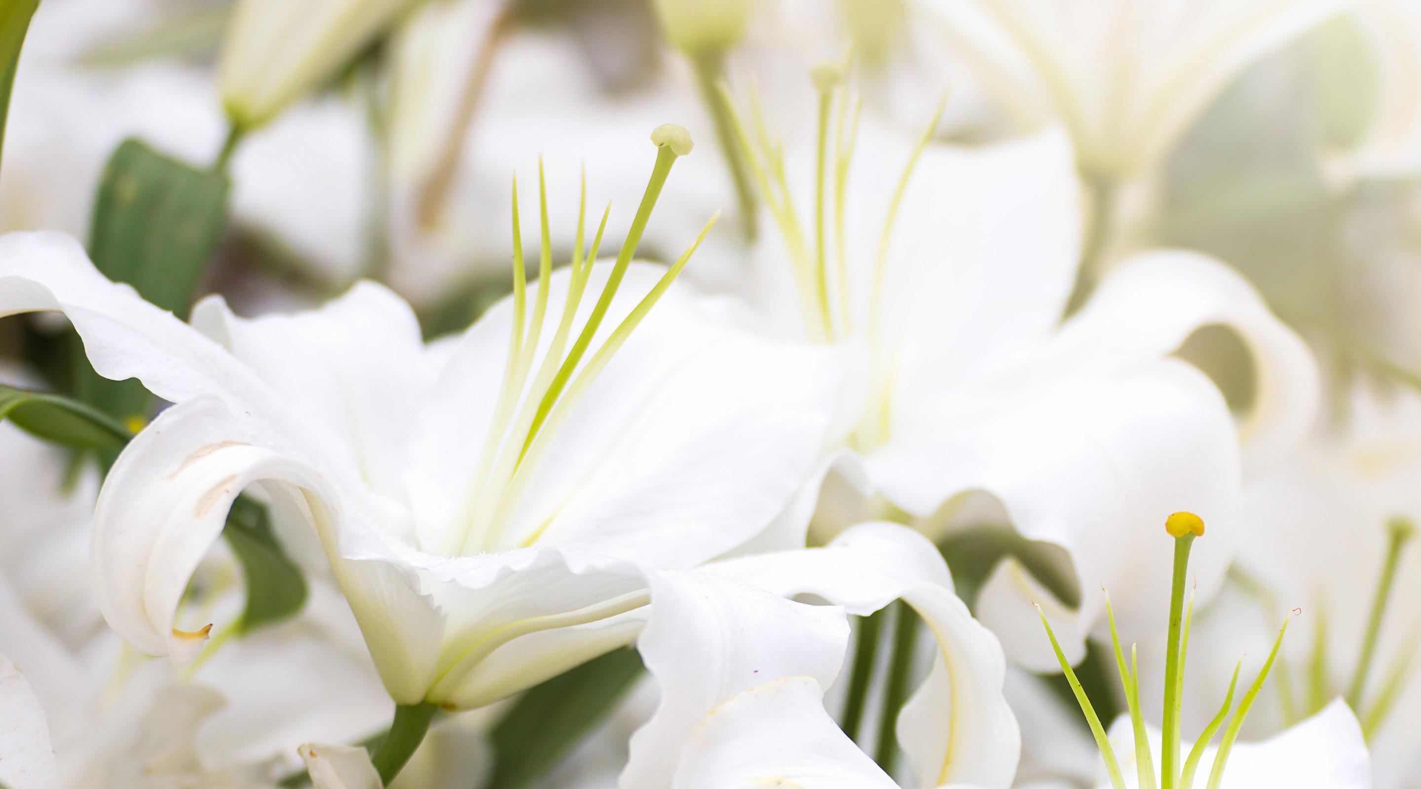 Easter Lillies